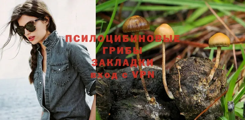 Галлюциногенные грибы Psilocybe  где купить наркоту  Чебоксары 